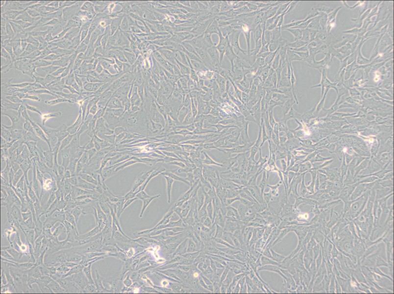 Calu-1 Cell Complete Medium - 3