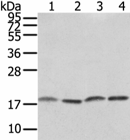 Western Blot analysis of PC3, TM4, hela and K562 cell using VAMP4 Polyclonal Antibody at dilution of 1/650