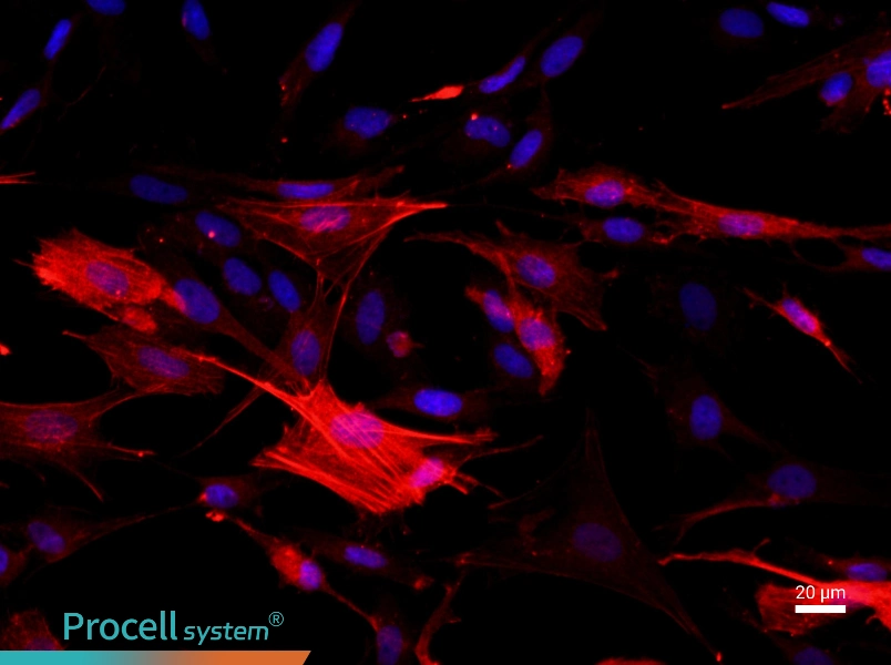 Rat Tracheal Smooth Muscle CellsRat Tracheal Smooth Muscle Cells - 2