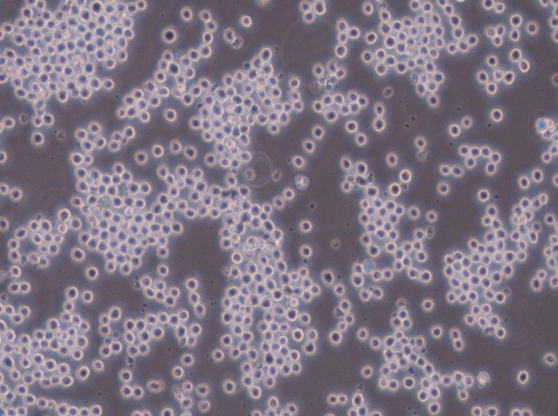 Sp2/0-Ag14[SP2/0] Cell Complete Medium-searchlist-1