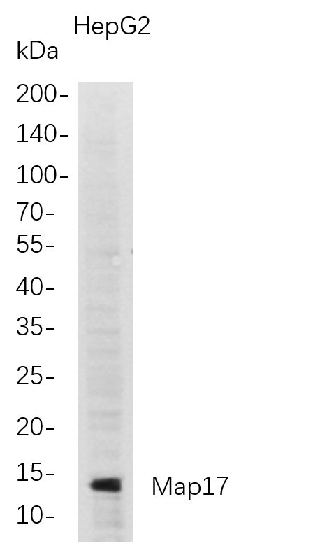 Recombinant Map17 Monoclonal Antibody-searchlist-1