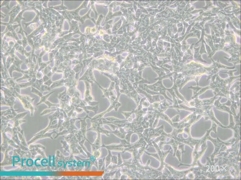 LNCaP clone FGC Cell Complete Medium - small - 6