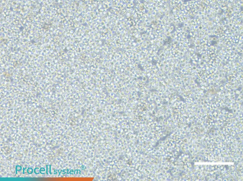 KG-1 Cell Complete MediumKG-1 Cell Complete Medium - 1