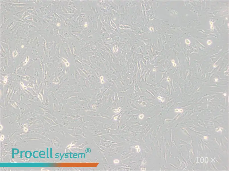 SJSA-1 Cell Complete Medium - 3