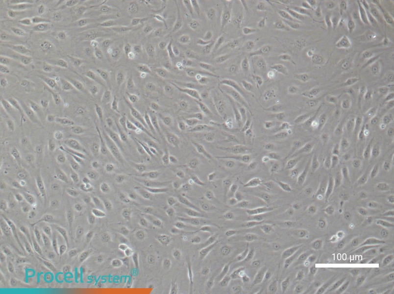 Human Brain Microvascular Endothelial Cell Complete Medium - 2