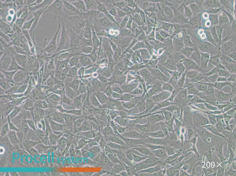 NIH/3T3-GFP Cell Complete Medium - 5