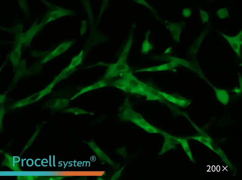 U-87 MG-GFP Cell Complete Medium - small - 6