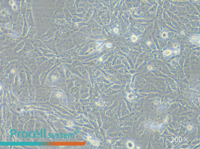 NCI-H2009 Cell Complete Medium - 5