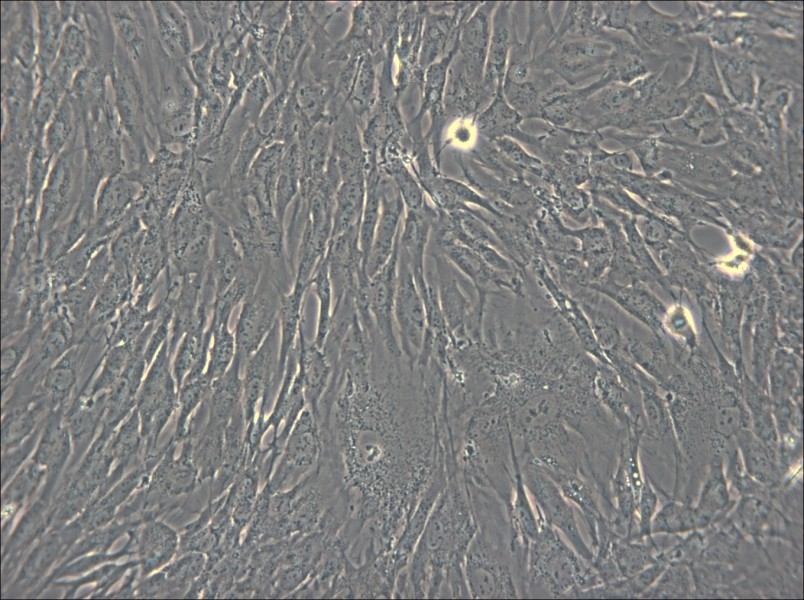 hTERT-HPNE Cell Complete Medium - small - 4