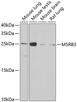 Western blot analysis of extracts of various cell lines using MSRB3 Polyclonal Antibody at dilution of 1:1000.