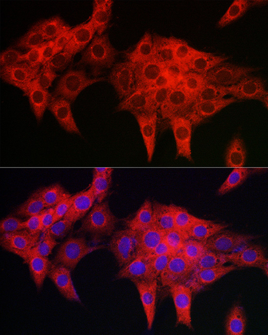 Immunofluorescence analysis of PC-12 cells using PDLIM4 Polyclonal Antibody at dilution of 1:50 (40x lens). Blue: DAPI for nuclear staining.