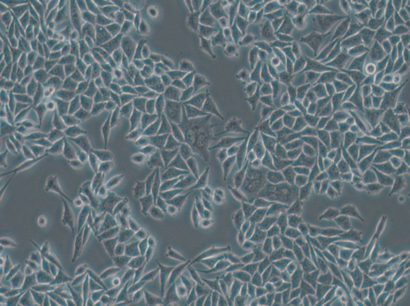 L-WRN Cell Complete Medium - 5