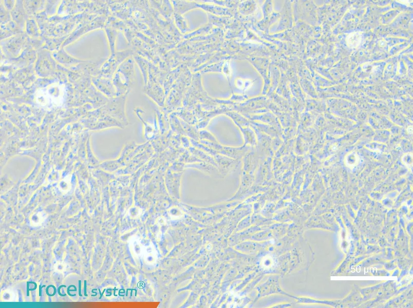 HSC-T6 Cell Complete Medium - small - 6